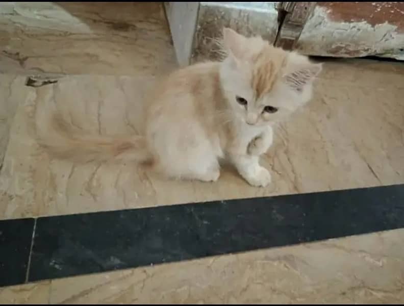 Persian kitten for sale 1