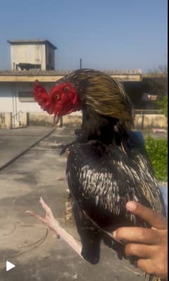 Hens for sale | Aseel Hens | Aseel Chicks | Aseels for sale