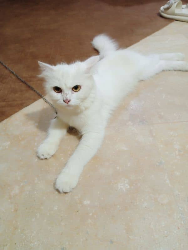 Persian cat 1