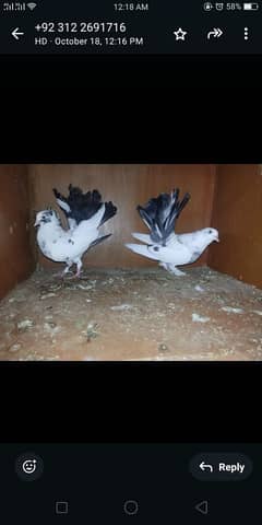 lakha pigeon pair