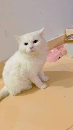 Persian cat with kitten