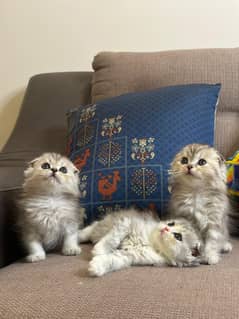 Scottish fold kittens up for sale