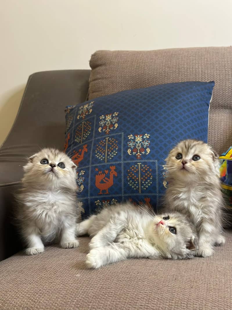 Scottish fold kittens up for sale 0