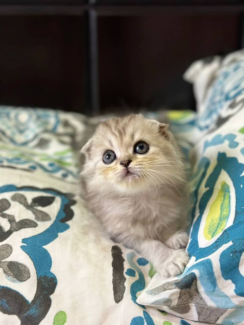 Scottish fold kittens up for sale 2