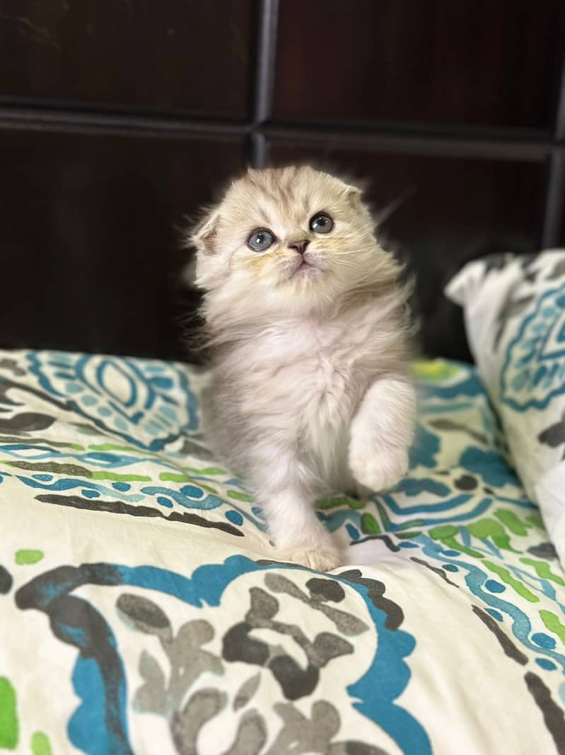 Scottish fold kittens up for sale 3