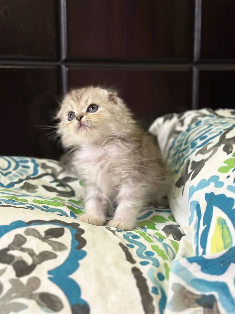 Scottish fold kittens up for sale 5