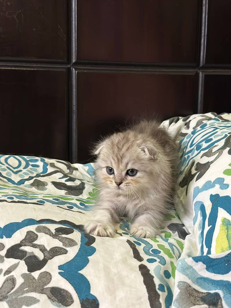 Scottish fold kittens up for sale 7