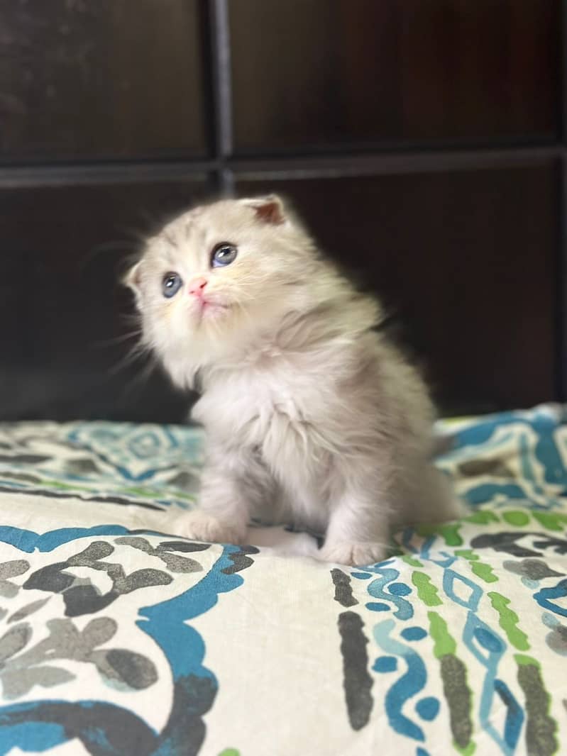 Scottish fold kittens up for sale 9