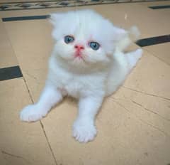 Extrem punch face persian kitten Balu