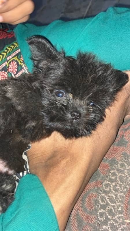 1 month old baby female Shihtzu dog 0