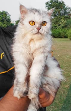 Beautiful Persian Cat with Golden Eyes – Looking for a New Home