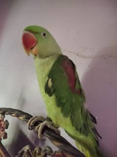 raw parrot 0