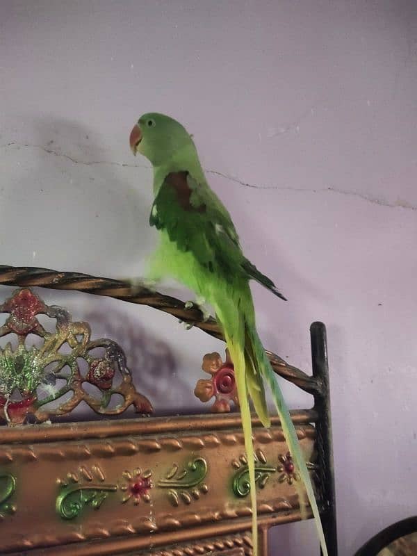 raw parrot 1