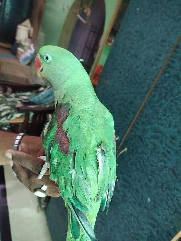 raw parrot 2