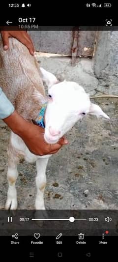 Bakri