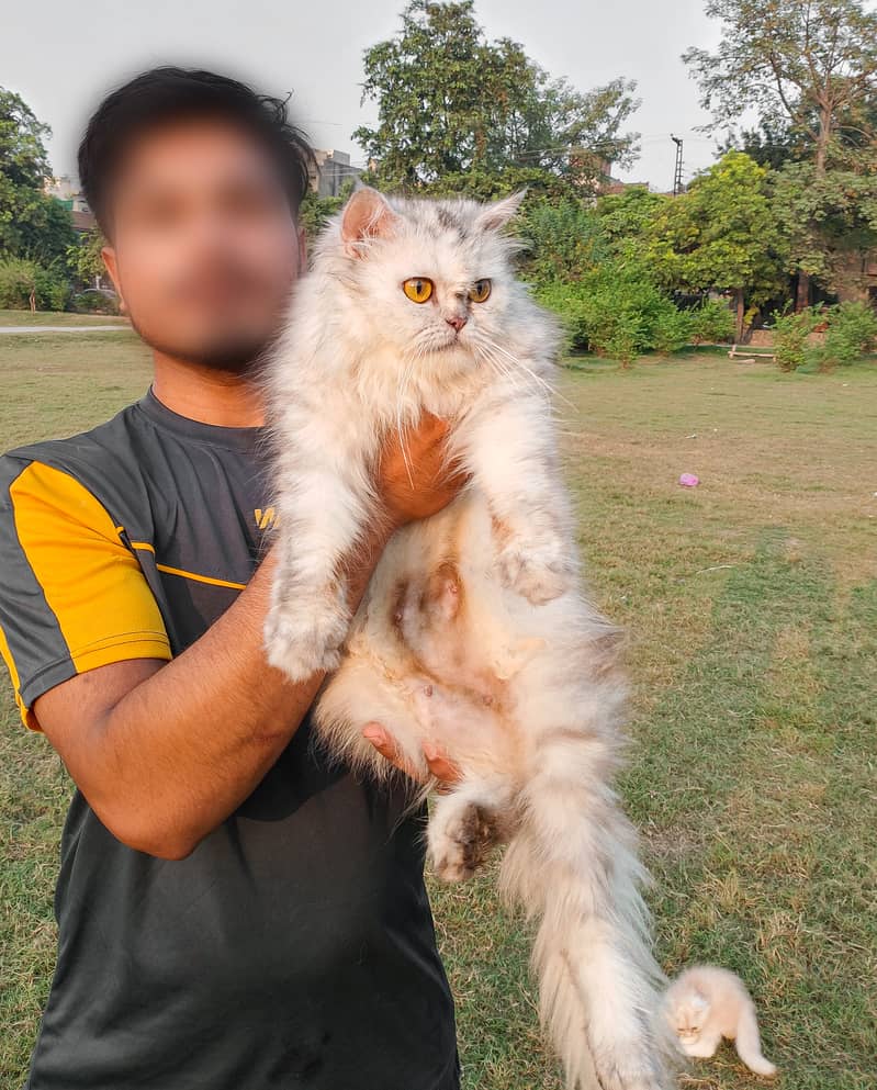 Beautiful Persian Cat with Golden Eyes – Looking for a New Home 1