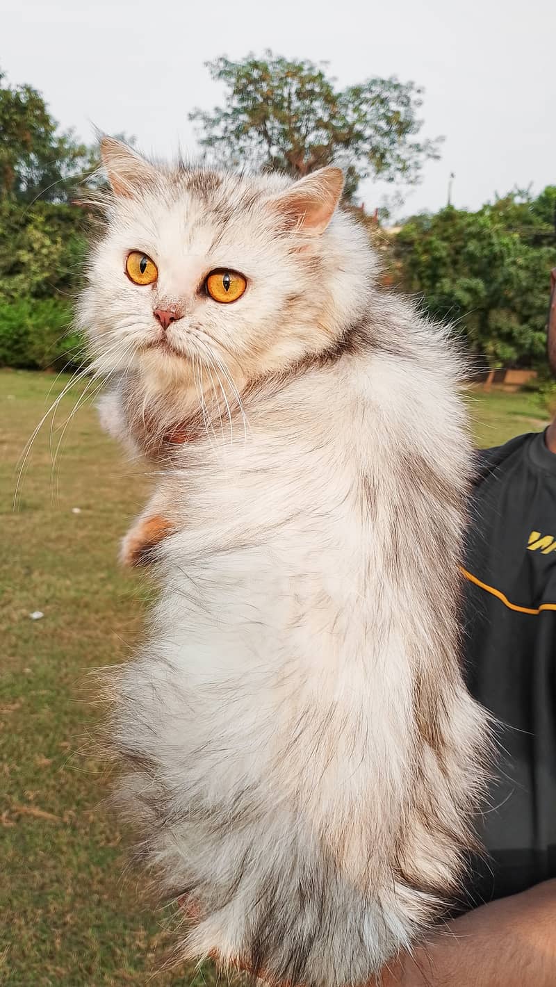 Beautiful Persian Cat with Golden Eyes – Looking for a New Home 5