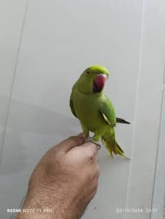 Green Ring Neck Male Coco Candy (03125551183)