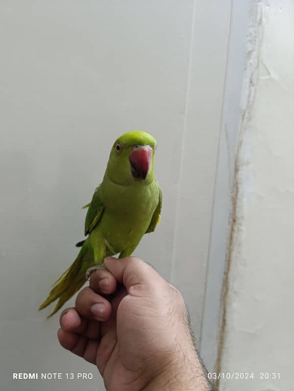 Green Ring Neck Male Coco Candy (03125551183) 1