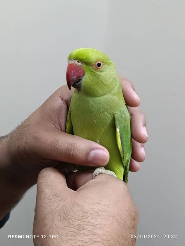 Green Ring Neck Male Coco Candy (03125551183) 2