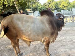 Brahman