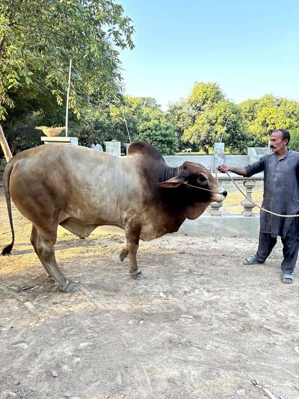 Brahman Bull 1