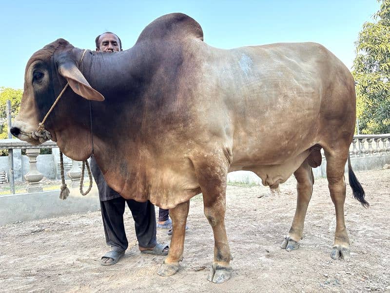 Brahman Bull 2