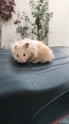 hamster triple coat babies