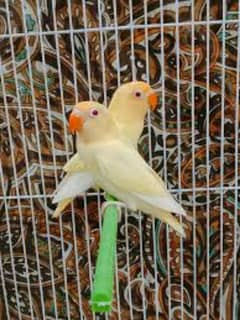 creamino rozi coli opline love birds for sale