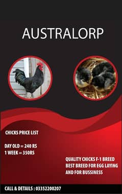 AUSTRALORP