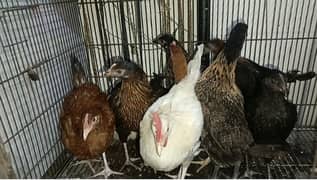 Desi Hens / golden misri / aseel