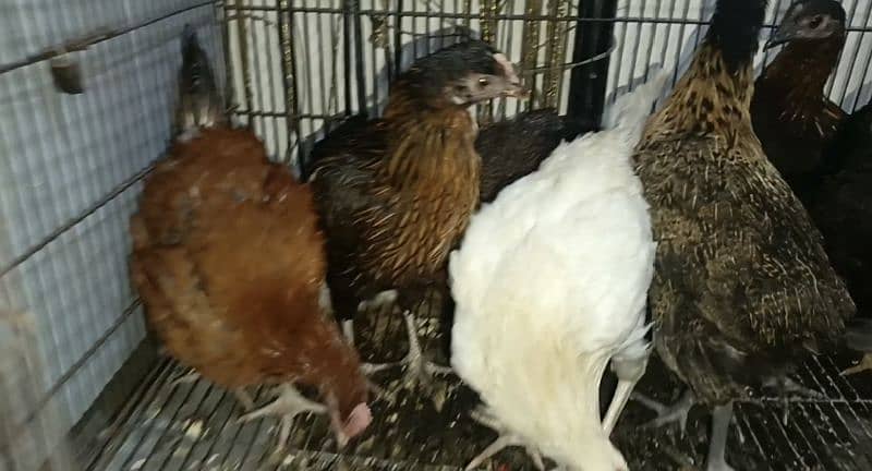 Desi Hens / golden misri / aseel 2