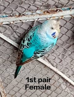 Australian Parrot breeder pairs