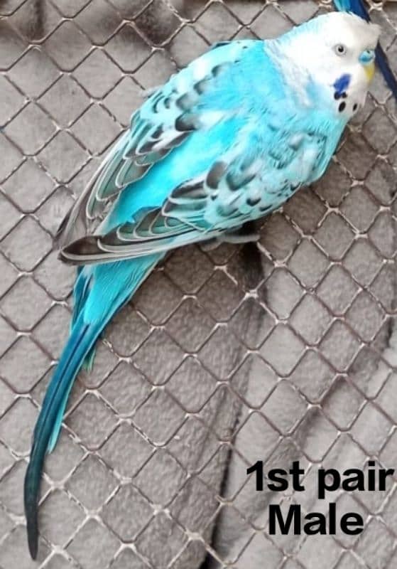 Australian Parrot breeder pairs 1