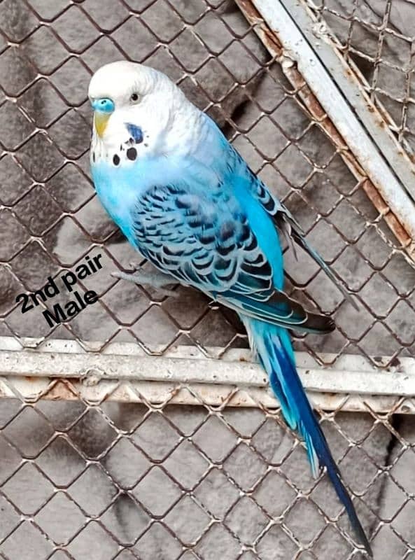 Australian Parrot breeder pairs 2