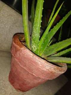 ALOVERA PLANT WITH POT