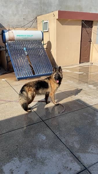 German shepherd long coat 4