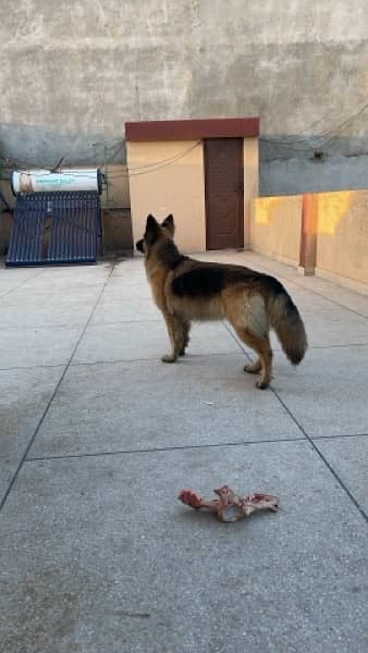 German shepherd long coat 5