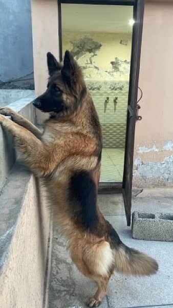 German shepherd long coat 7