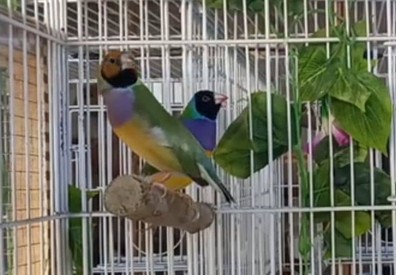 Lady Gouldian Finch Breeding Pair 0