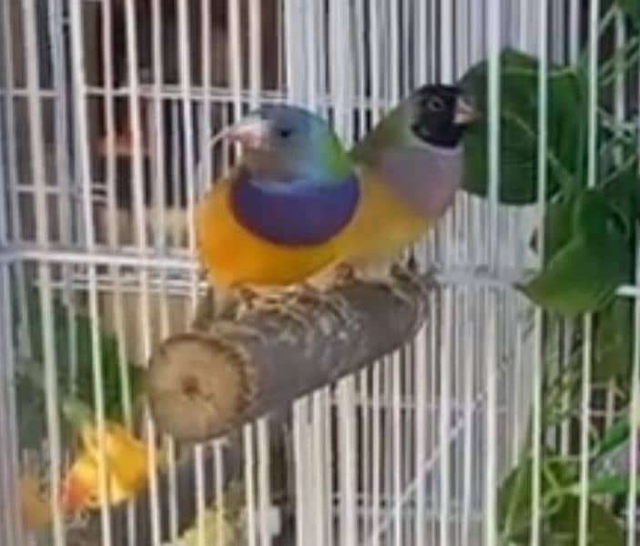 Lady Gouldian Finch Breeding Pair 1