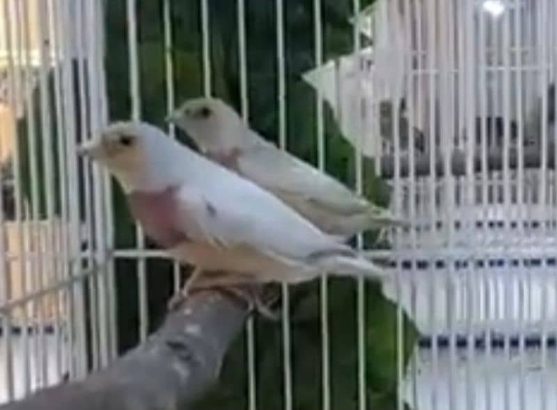 Lady Gouldian Finch Breeding Pair 2