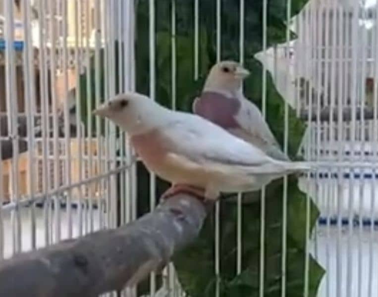 Lady Gouldian Finch Breeding Pair 3