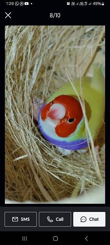 Lady Gouldian Finch Breeding Pair 4