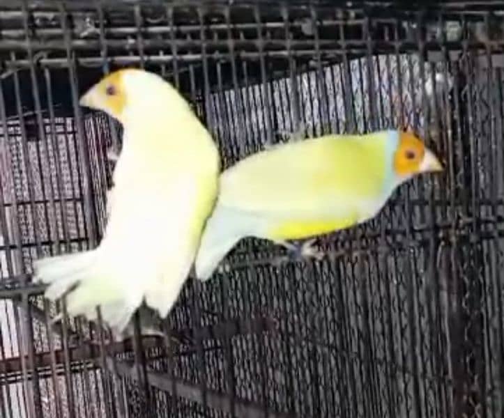 Lady Gouldian Finch Breeding Pair 5