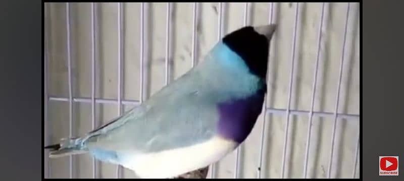 Lady Gouldian Finch Breeding Pair 7