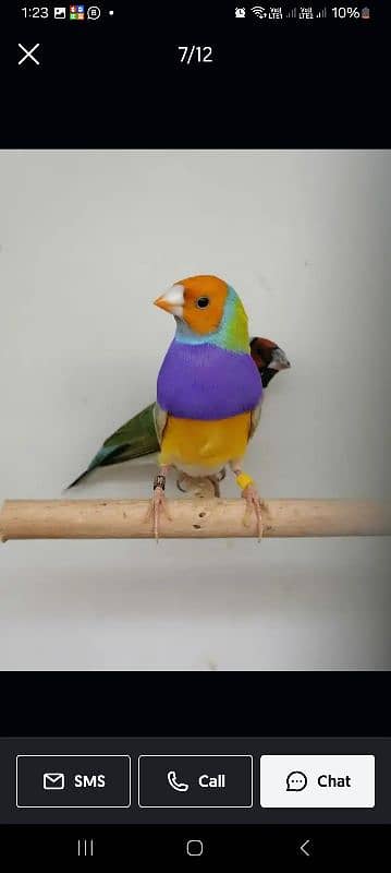 Lady Gouldian Finch Breeding Pair 8