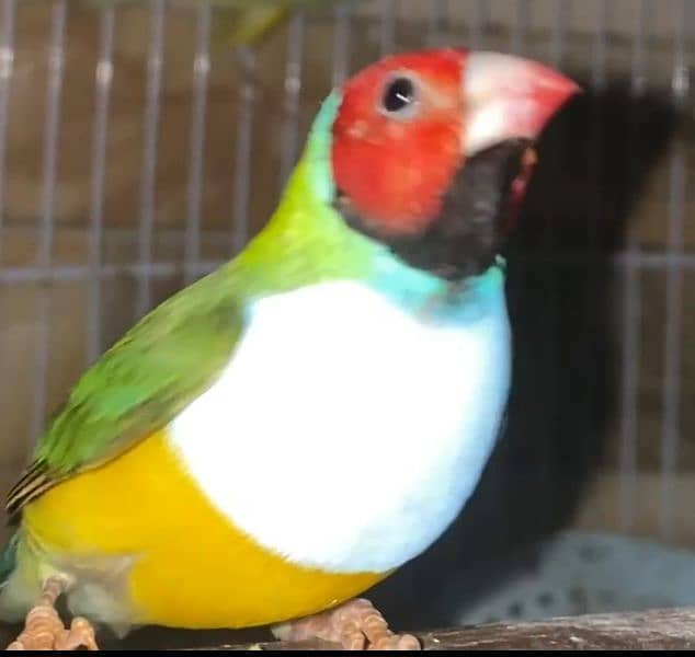 Lady Gouldian Finch Breeding Pair 9