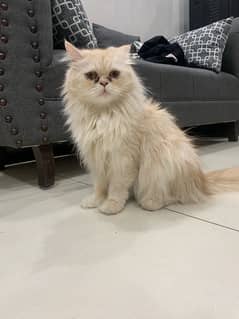 A persian cat