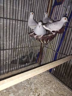 Dove for sale 3 female and 1 male 0